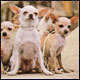Beverly Hills Chihuahuas - A film about Mexians the Whole Family Can Enjoy