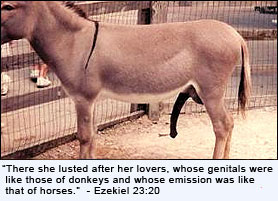 Donkey genitals in the bible