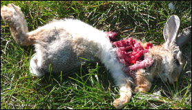 Pastor bit the head off of this bunny rabbit to teach the congregation a valuable lesson about the sanctity of Easter